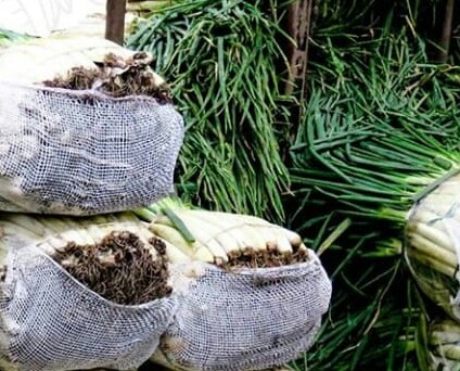Cebollas larga