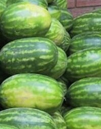 Sandia