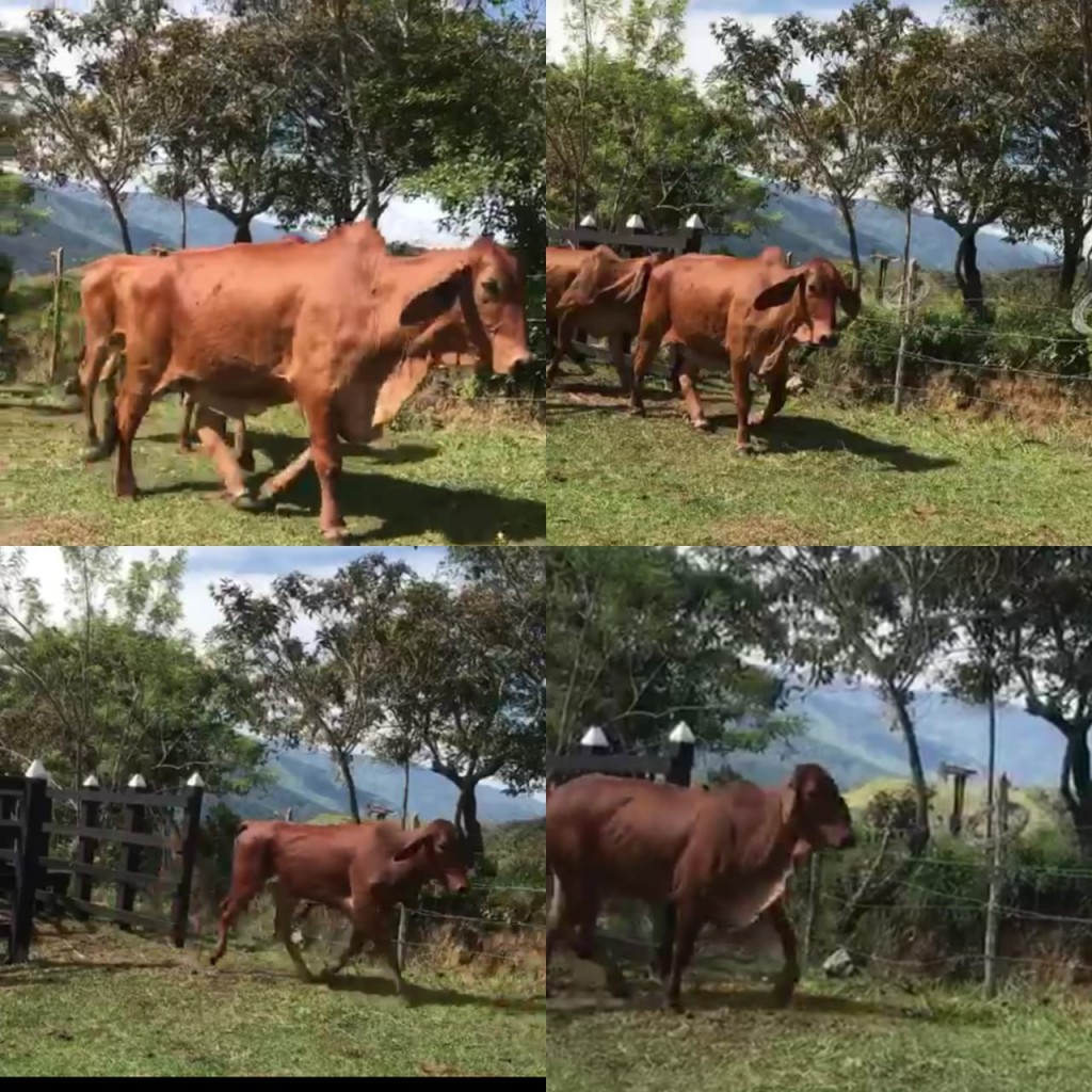 Novillas Brahman Rojo 4 meses de preñez