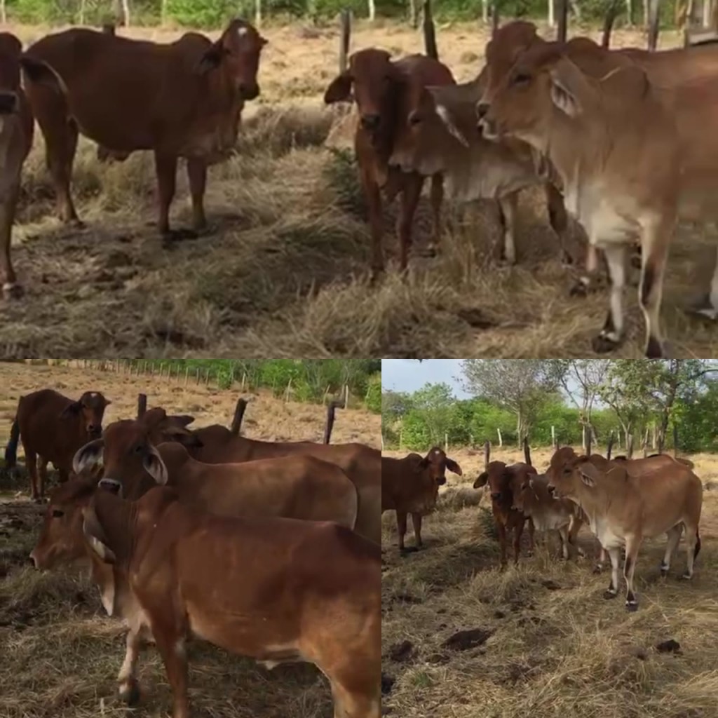 Hembras Brahman Rojo