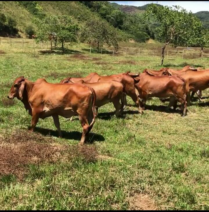 Novillas Brahman Rojo en gestación