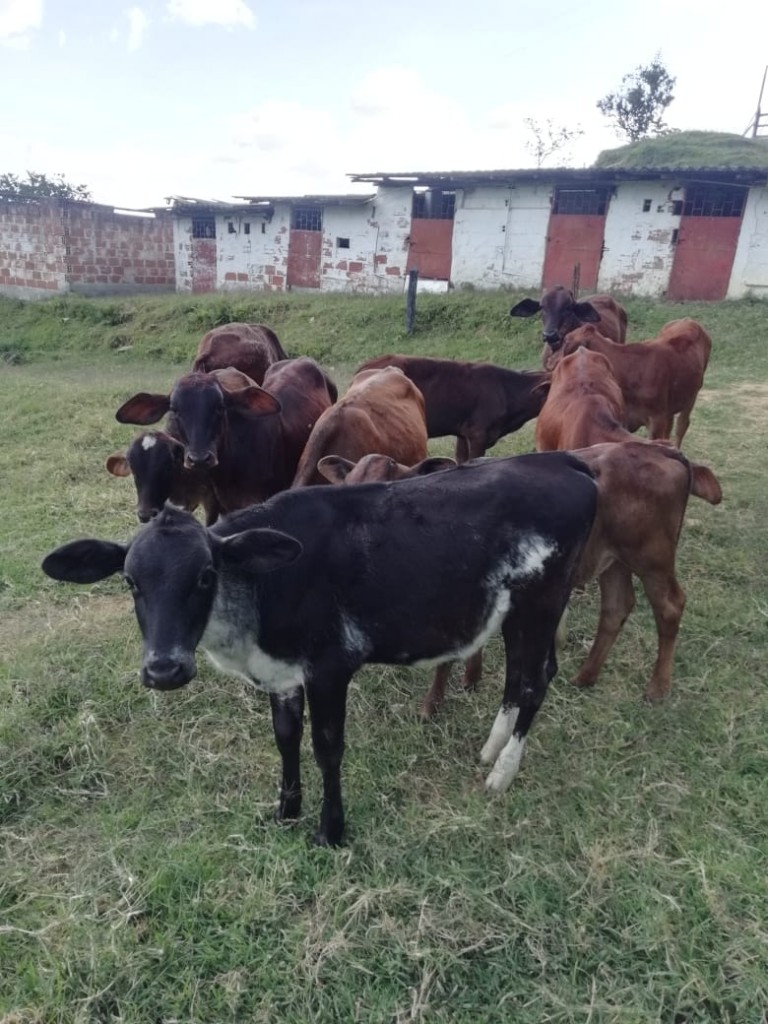 Destetos de Terneras Gyrolandas 6 meses