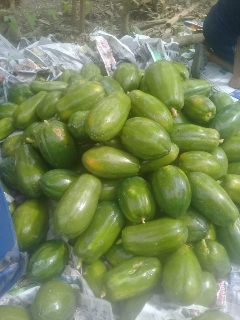 Papaya maradol costeña