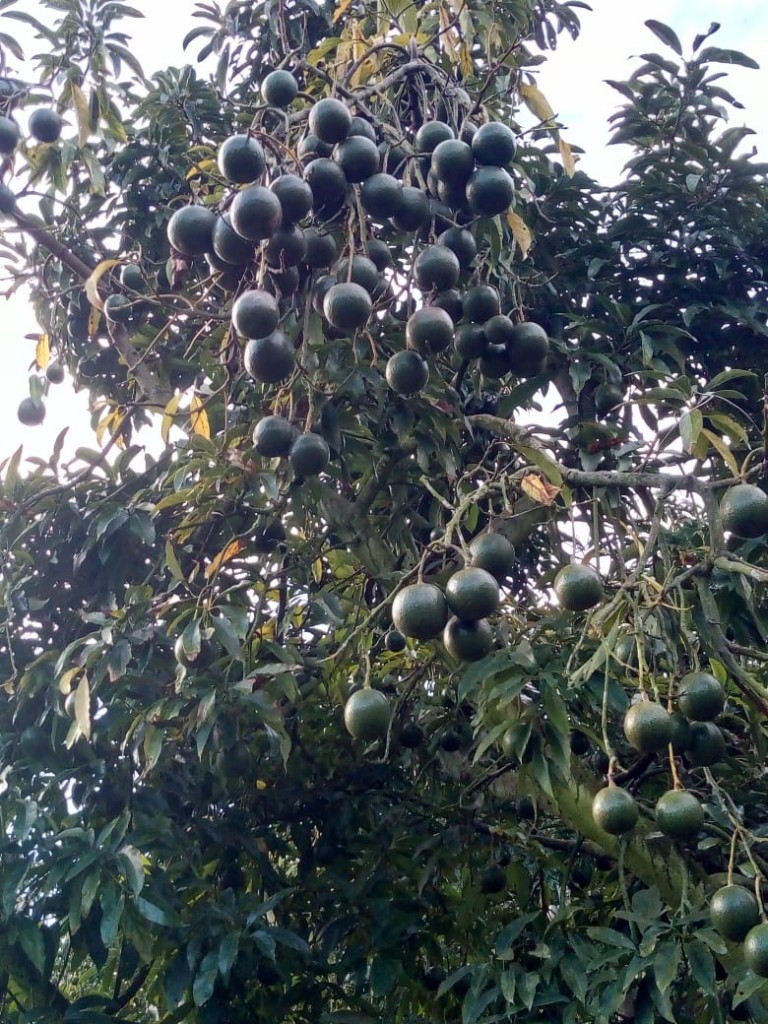 Aguacate reed parejo