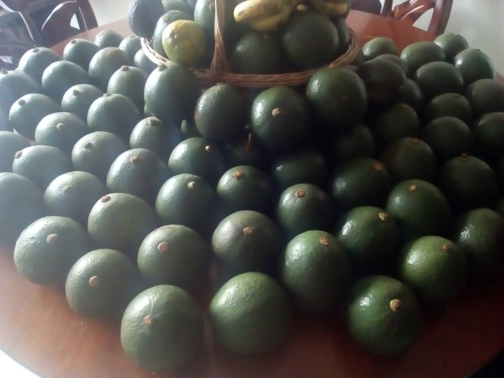 Aguacate reed semi extra
