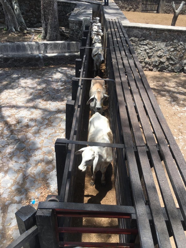 Machos de Levante