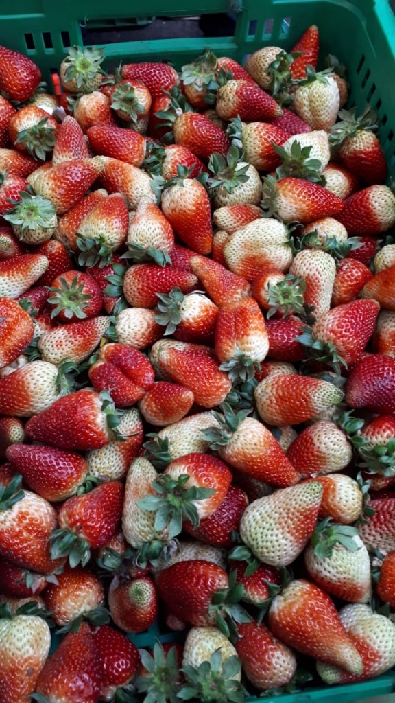 Fresas medianas