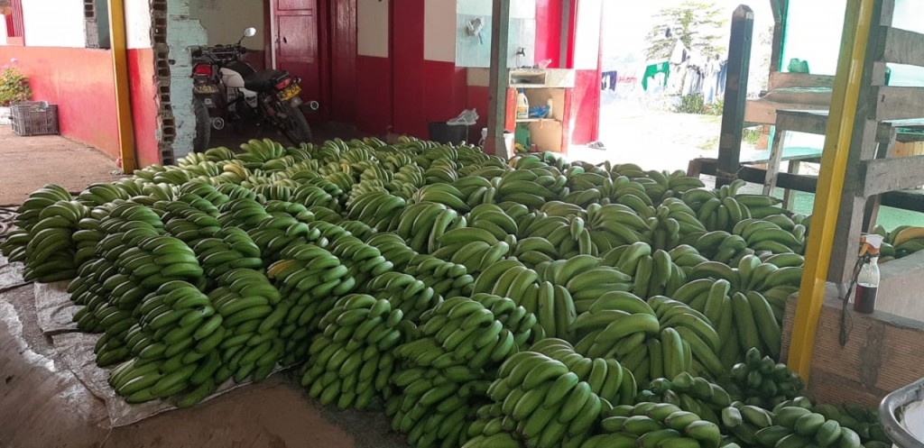 Banano Criollo