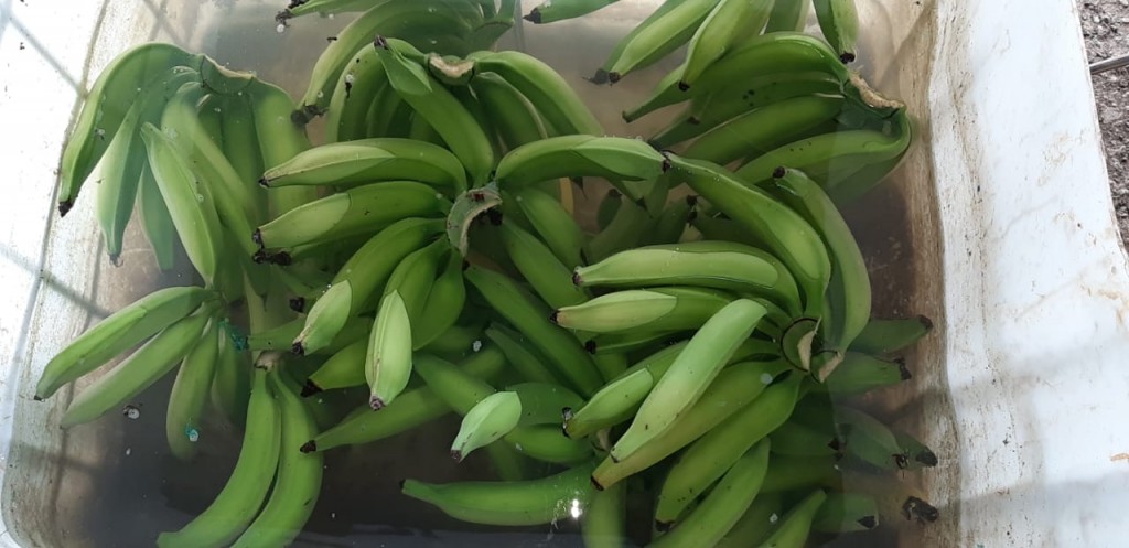 Platano Harton