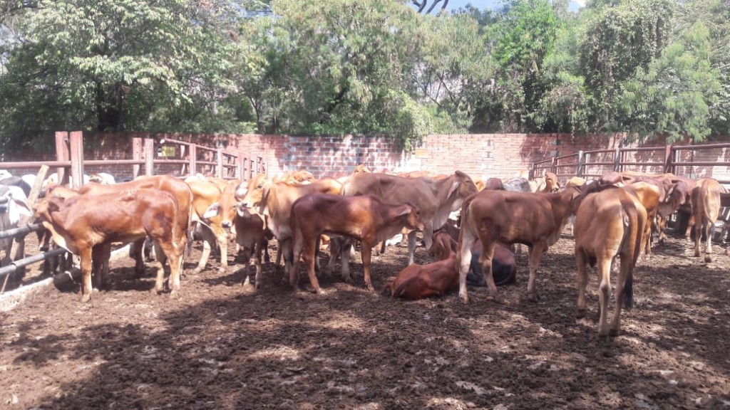 Terneras Brahman Rojo comercial