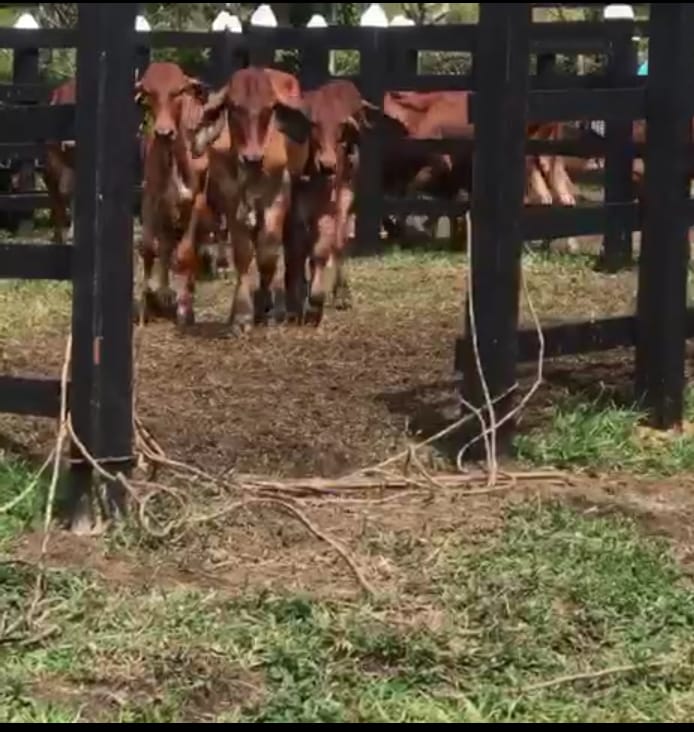 Terneros Brahman Rojo