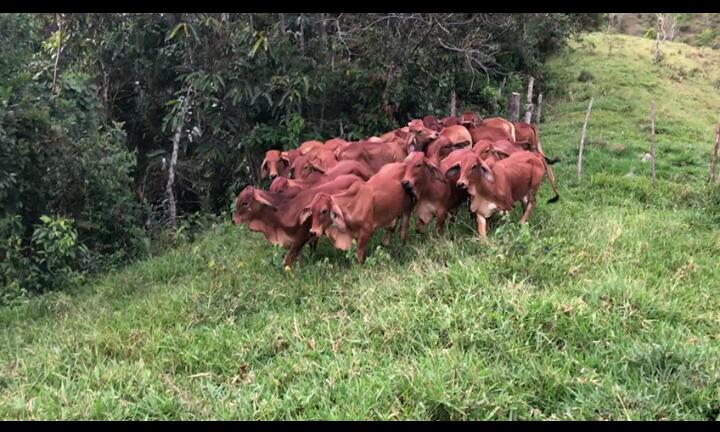 Terneros Brahman Rojo/200kg aprox