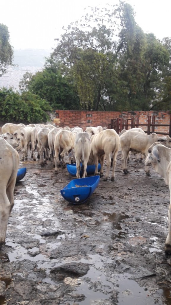 Machos de Levante Brahman Blanco comercial