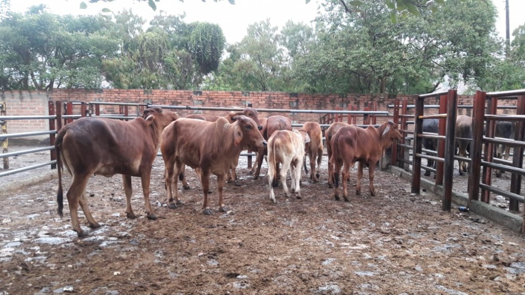 Novillas Brahman Rojo