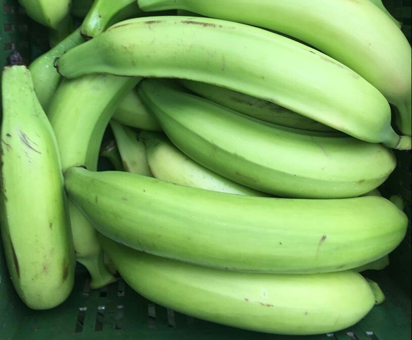 Platano