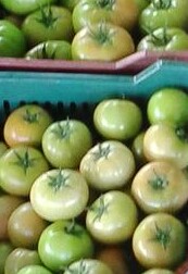 Tomate larga vida