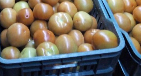 Tomate chonto