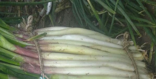 Cebolla larga