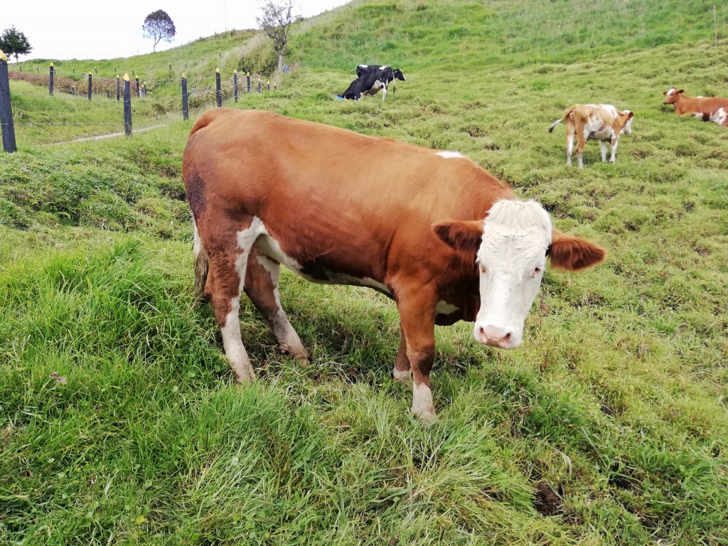 vacas simmental puras