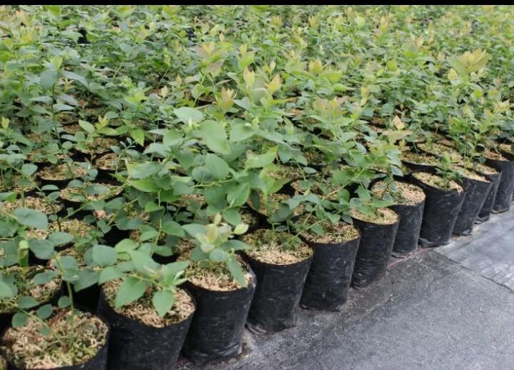 Plántulas de arándanos