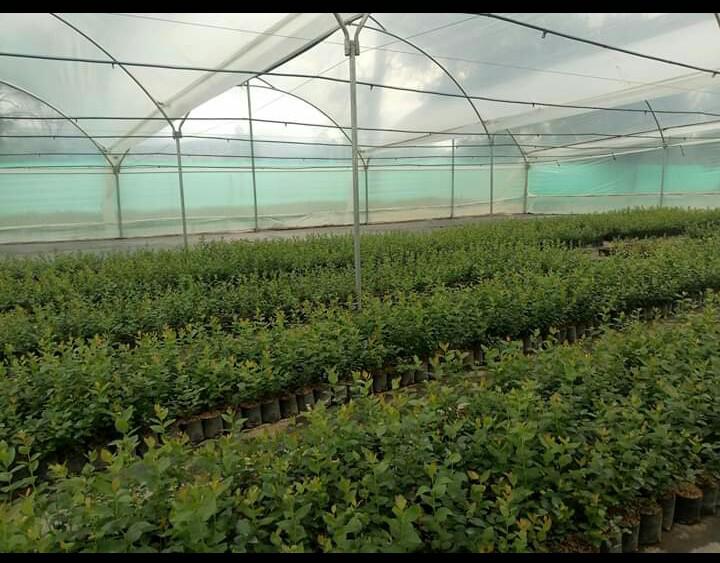 Plántulas de arándanos variedad biloxi