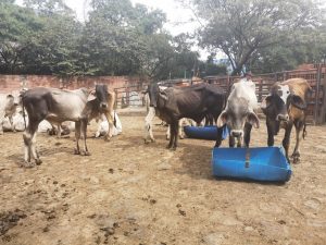 Machos de Levante