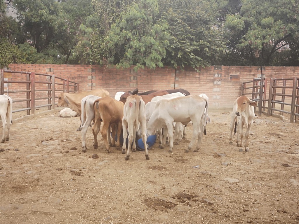 Terneras de levante