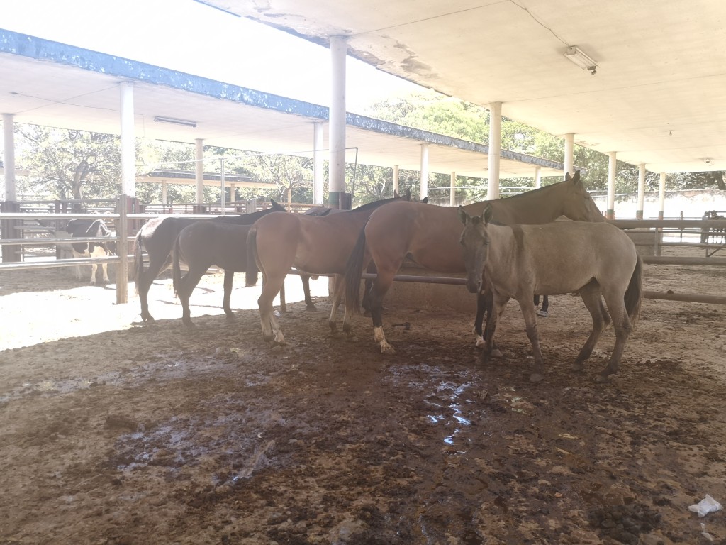 Mulas  y  yegua para trabajo