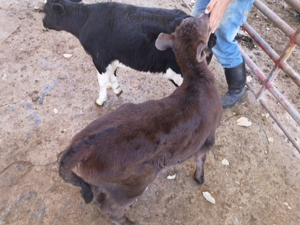 Ternera Holstein y Jerhol