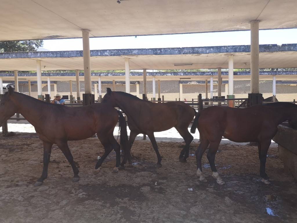 Caballos de trabajo