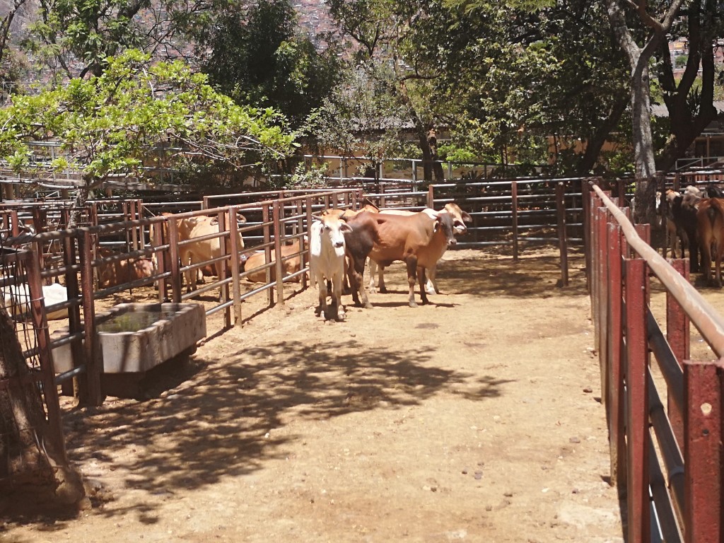 Toros para sacrificio /450kg aprox