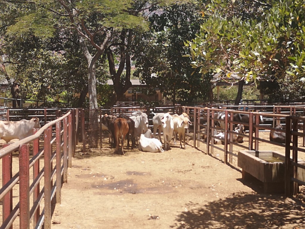 Novillas  de 350 peso aprox