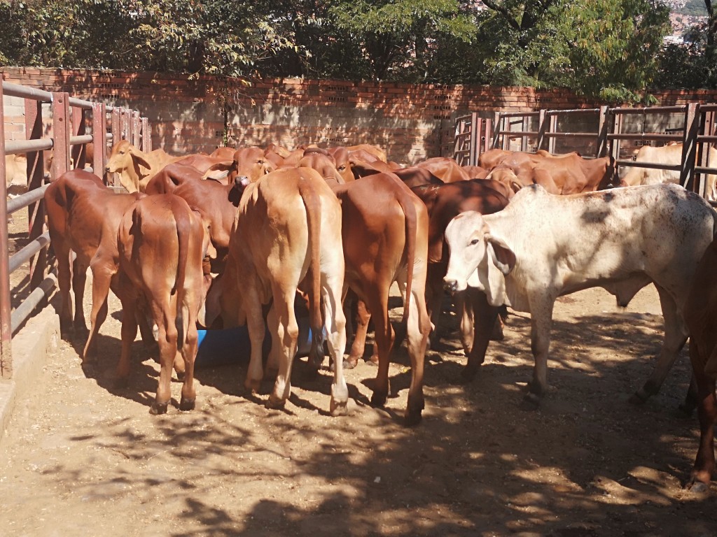 Machos cebú Rojo