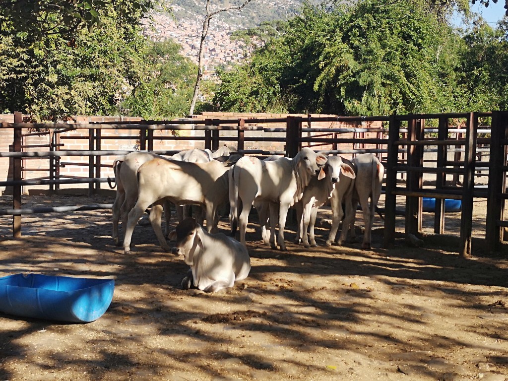 Hembras de Levante  cebú blanco comercial