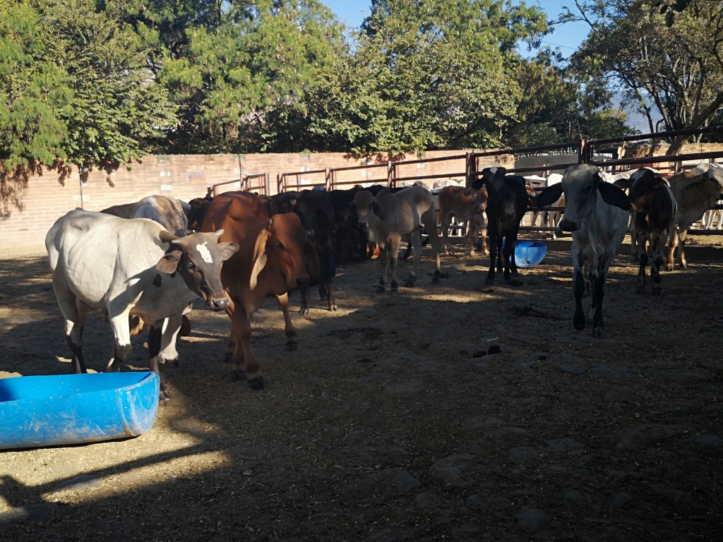 Machos de Levante