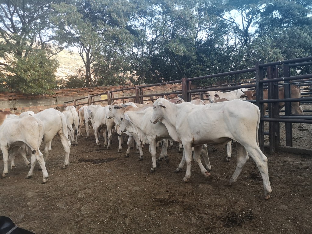 Machos de Levante cebú blanco comercial