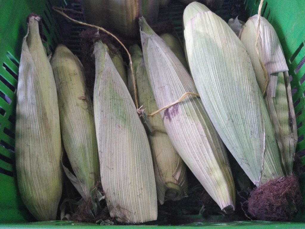 Mazorca dulce