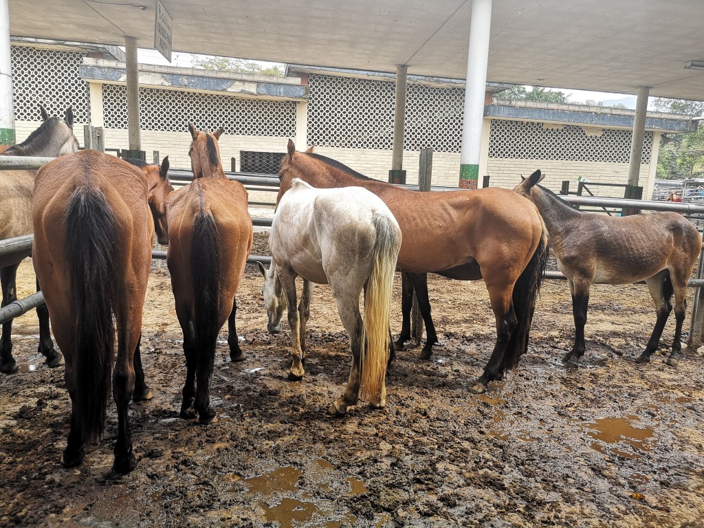 Caballos  y Mula de Trabajo