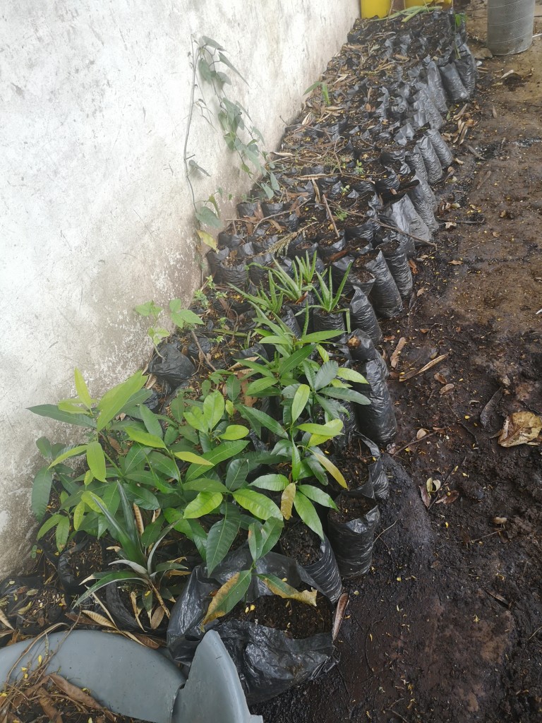 Mango Tomy /árbol para transplantae