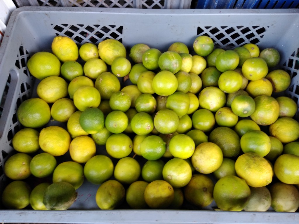 Limón pajarito grueso