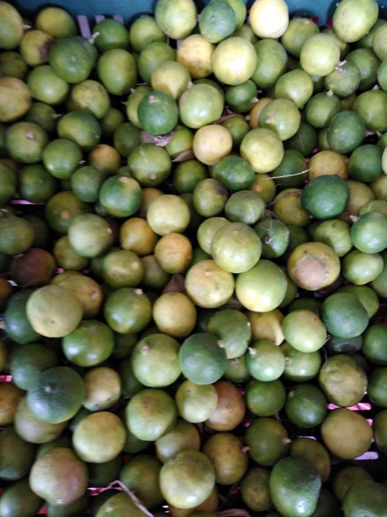 Limón pajarito, Tolima