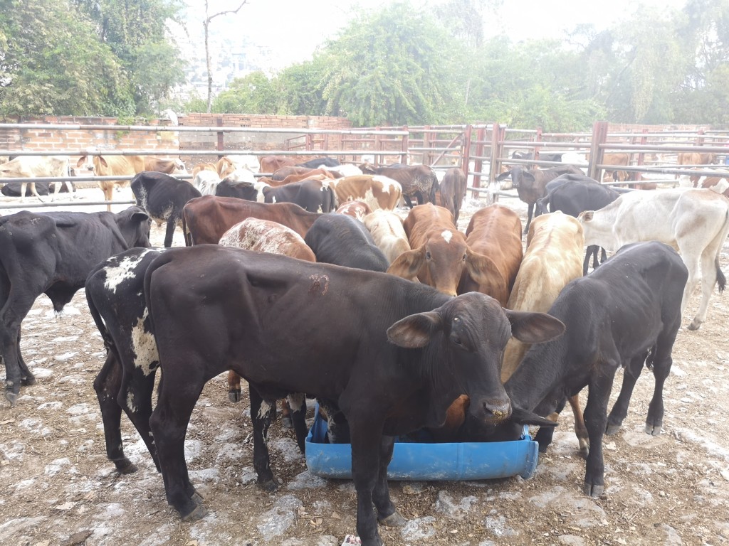 Machos de Levante peso Aprox 120kg