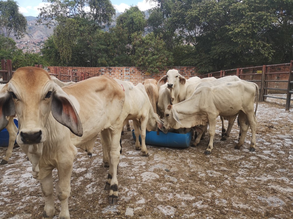 Machos de Levante cebú blanco