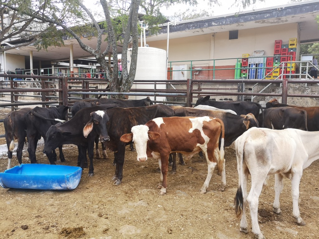 Lote de  Machos de Levante /140kg aprox
