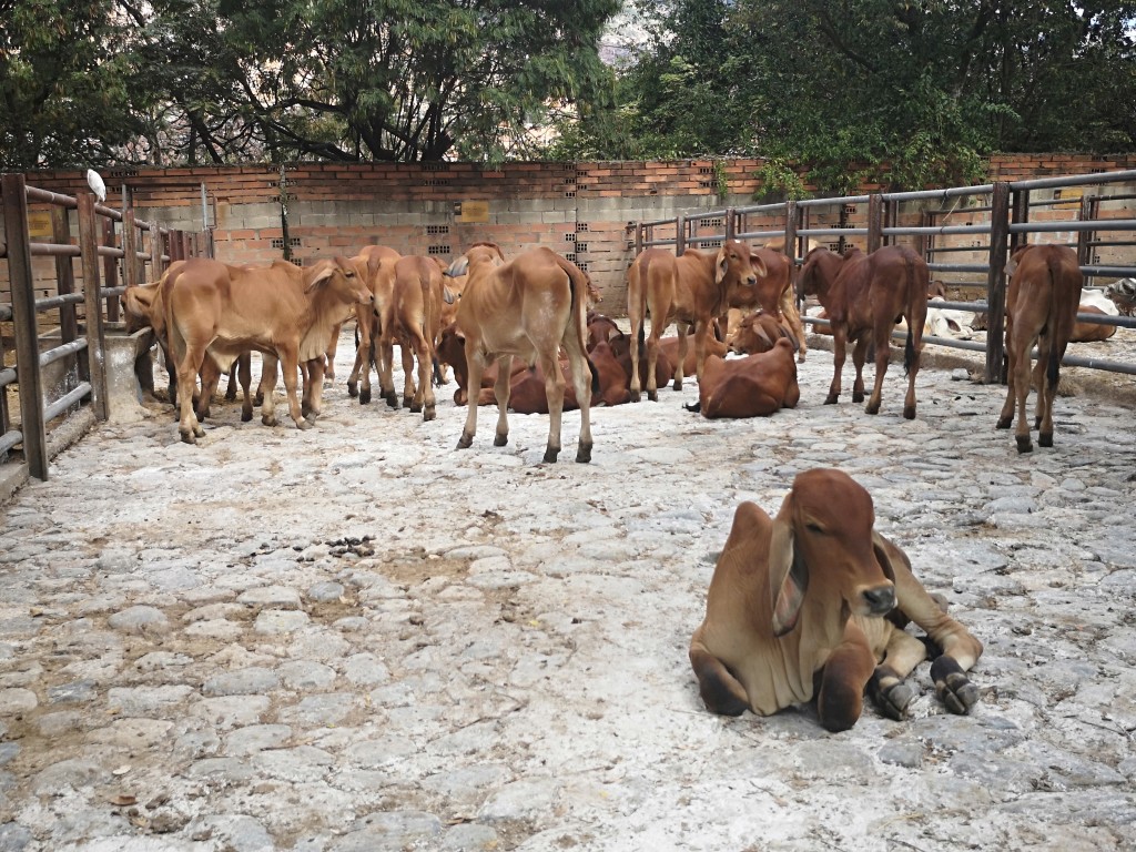 Machos  Brahman Rojo