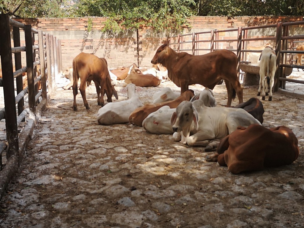 Machos de Levante