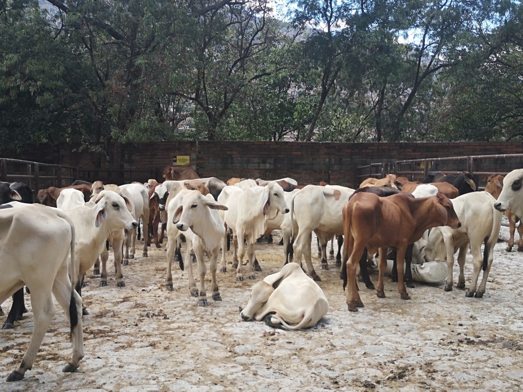 Machos de Levante