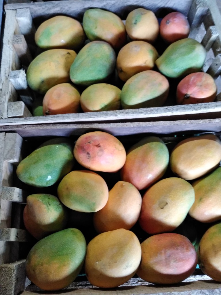 Mango yulimas