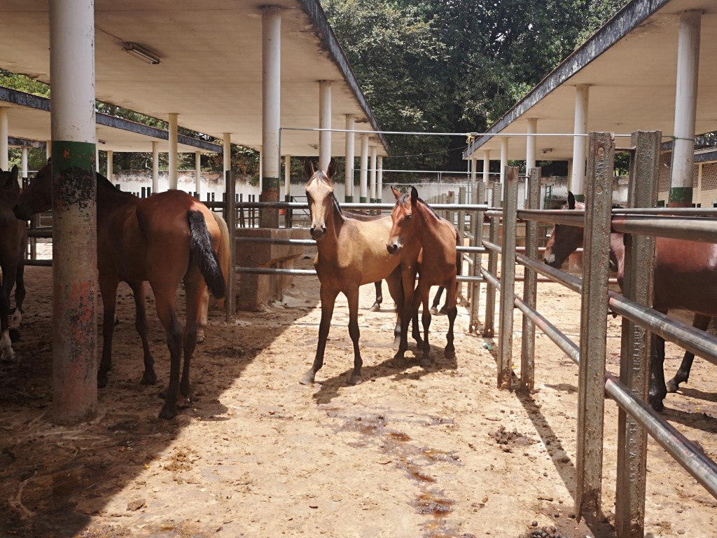 Potros cerreros