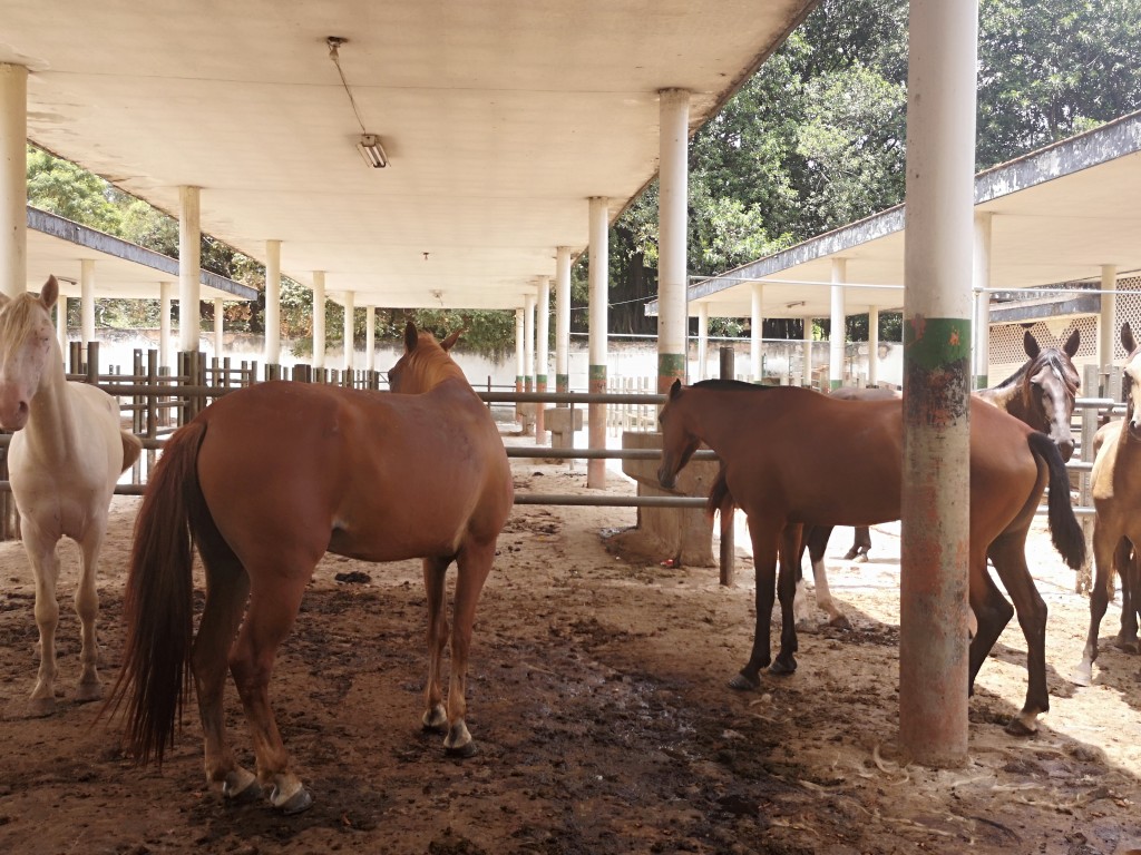 Caballos de trabajo